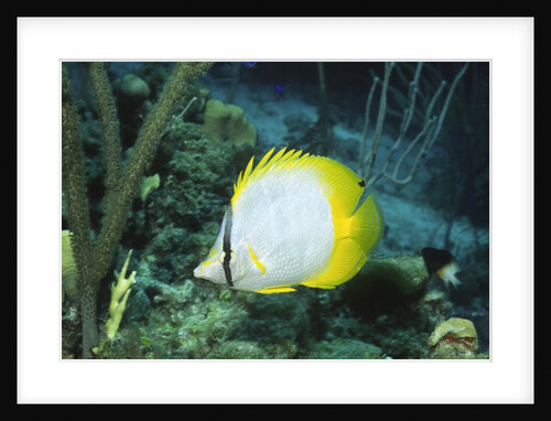 Spotfin Butterfly fish by Anonymous