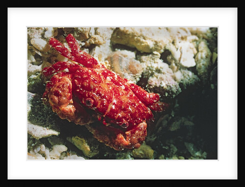 Red-Ridged Clinging Crab by Anonymous
