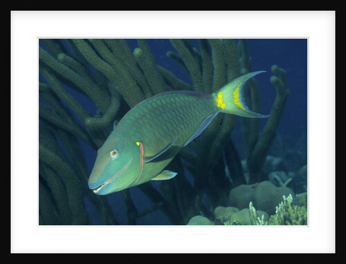 Spotlight Parrotfish supermale by Anonymous
