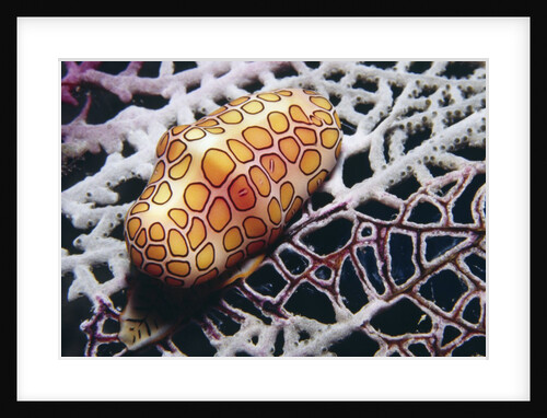 Flamingo Tongue Cowrie by Anonymous