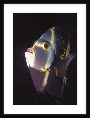 French Angelfish close-up by Anonymous