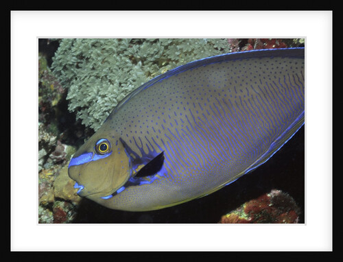 Big nose Unicorn fish by Anonymous