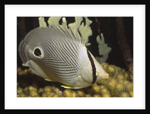 Four eye Butterfly fish by Anonymous