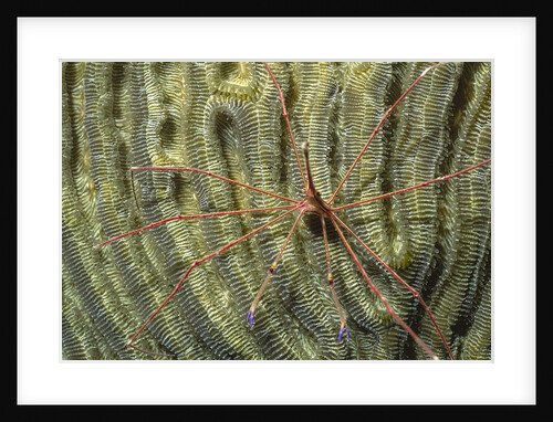 Yellowline Arrow Crab by Anonymous