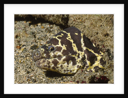 Chain Moray Eel by Anonymous