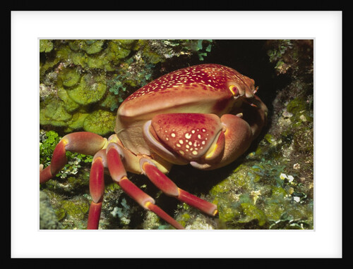 Batwing Coral Crab by Anonymous