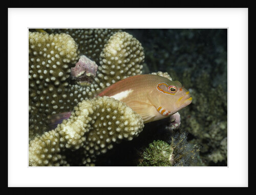 Arc-Eye Hawk fish by Anonymous