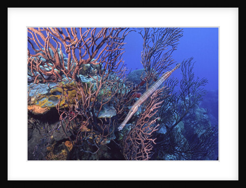 Trumpet fish by Anonymous