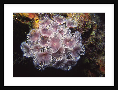 Social Feather Duster Worms by Anonymous