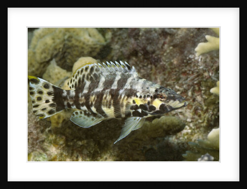 Harlequin Bass by Anonymous