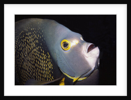 French Angelfish close-up by Anonymous