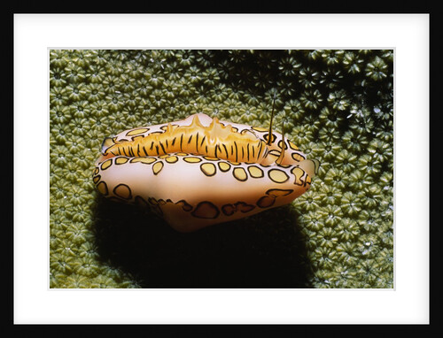 Flamingo Tongue Cowrie by Anonymous