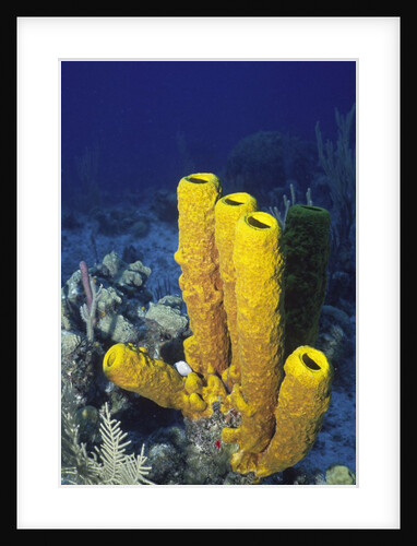 Yellow Tube Sponge by Anonymous