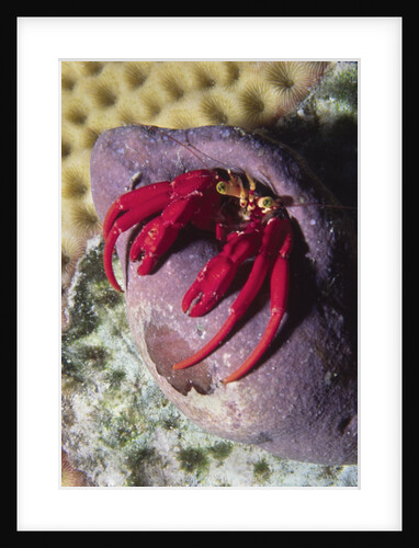 Red Reef Hermit Crab by Anonymous
