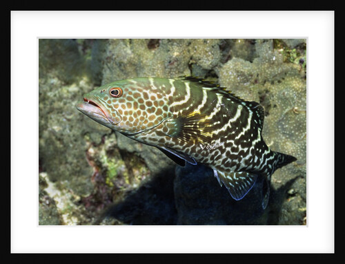 Tiger Grouper by Anonymous