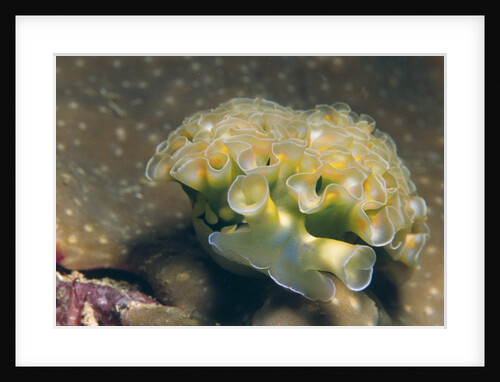 Lettuce Sea Slug by Anonymous