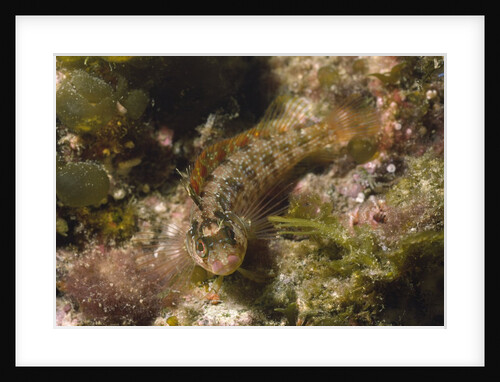 Island Kelpfish by Anonymous