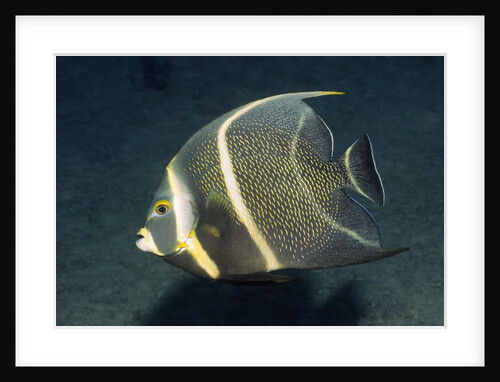 French Angelfish by Anonymous