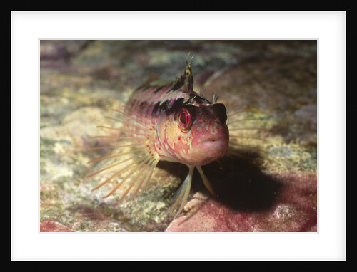 Island Kelpfish by Anonymous