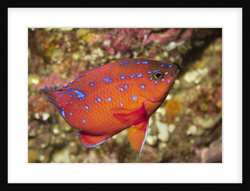 Garibaldi in intermediate phase by Anonymous