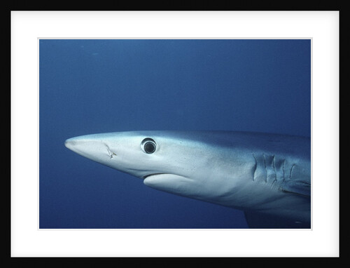 Blue Shark close-up by Anonymous