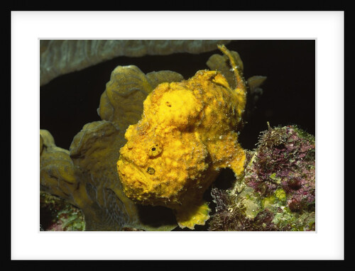 Longlure Frogfish by Anonymous