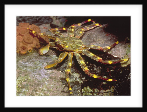 Nimble Spray Crab by Anonymous