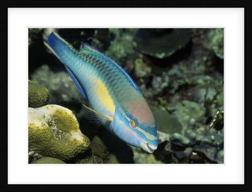 Princess Parrotfish by Anonymous