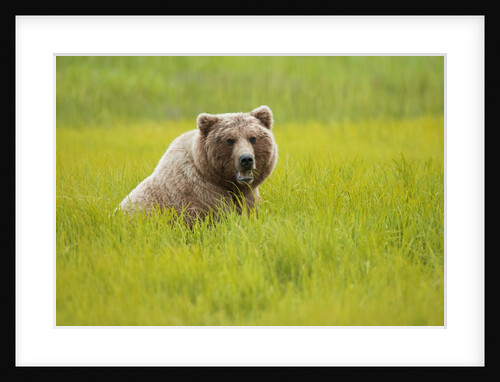 Grizzly bear eating by Anonymous