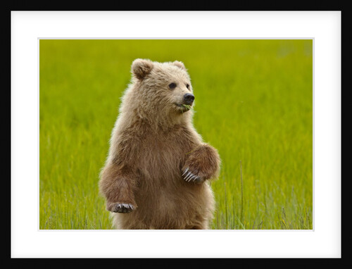 Grizzly bear cub chewing grass by Anonymous