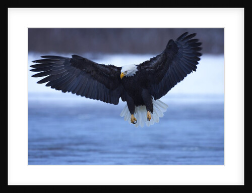 Bald Eagle swooping over water by Anonymous