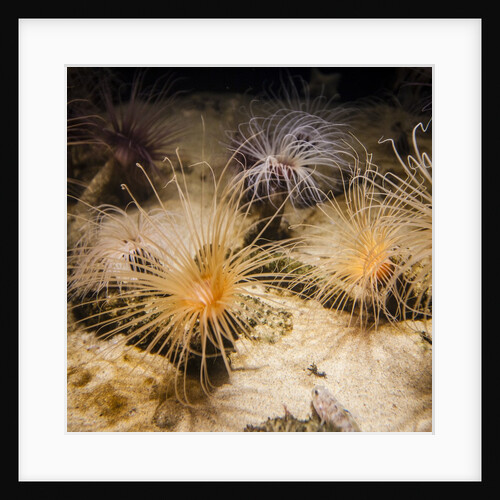 Tube-dwelling anemone by Anonymous