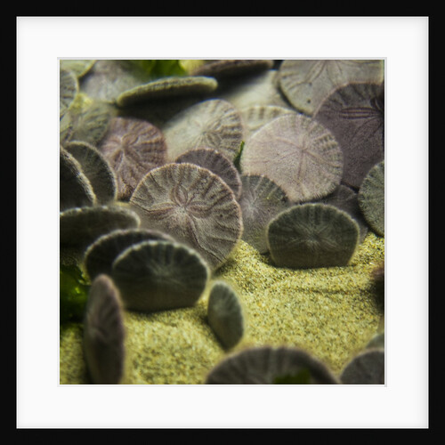 Sand dollar, Dendraster excentricus by Anonymous