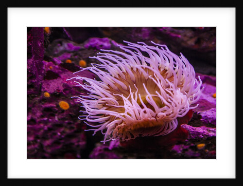Pink Anemone by Anonymous