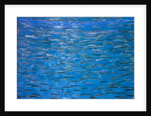 A school of fish by Anonymous