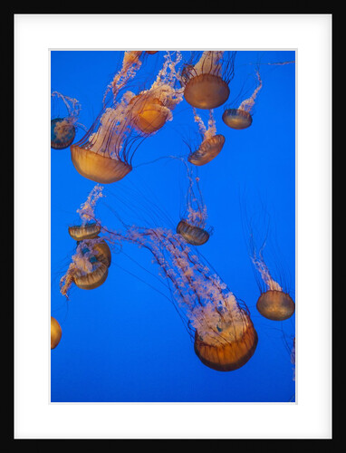 Lion's mane jellyfish by Anonymous