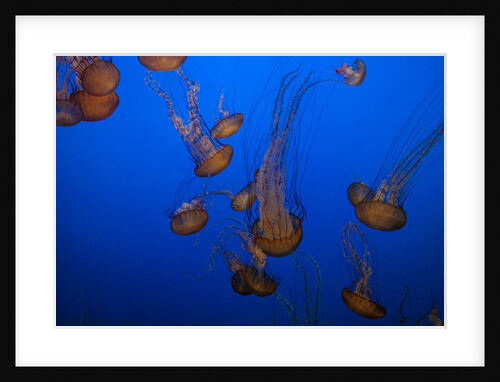 Lion's mane jellyfish by Anonymous