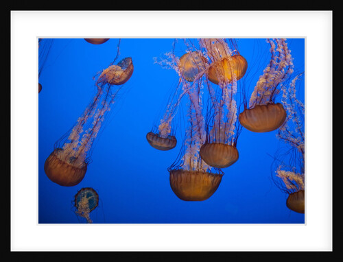 Lion's mane jellyfish by Anonymous