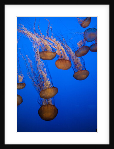 Lion's mane jellyfish by Anonymous