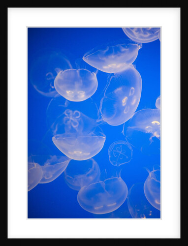 Moon jellyfish by Anonymous