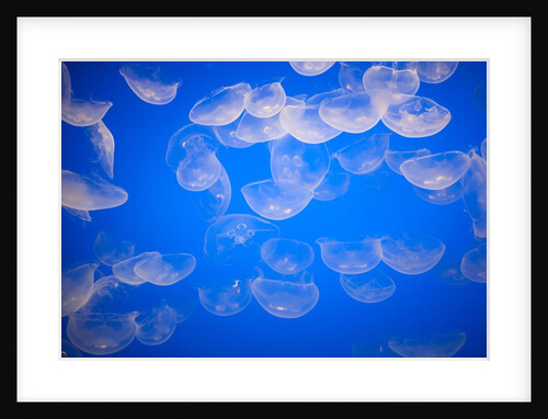 Moon jellyfish by Anonymous