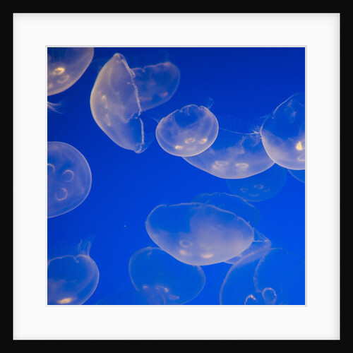 Moon jellyfish by Anonymous