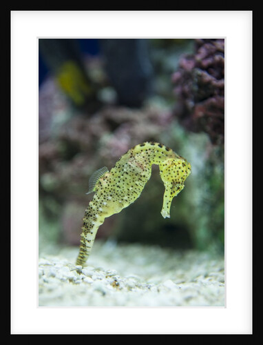 Pacific seahorse by Anonymous