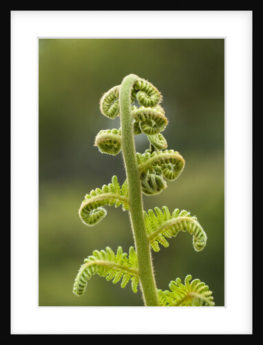 Fiddlehead fern by Anonymous