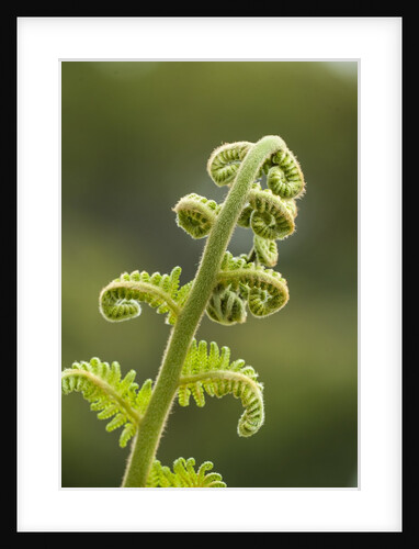 Fiddlehead fern by Anonymous