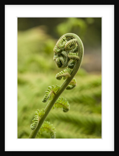 Fiddlehead fern by Anonymous