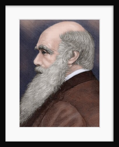 Charles Robert Darwin (1809-1882) British naturalist. Colored engraving by Anonymous