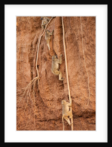 Gray-footed Chacma Baboons by Anonymous