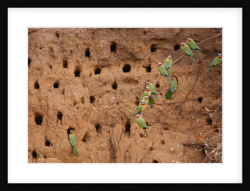 White-fronted Bee Eaters by Anonymous