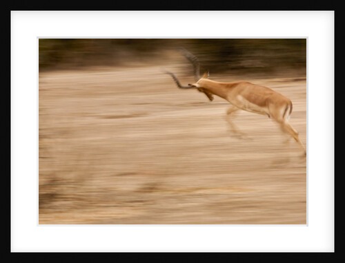 Male Impala in motion by Anonymous
